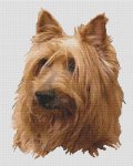 Australian Terrier (image for) Australian Terrier